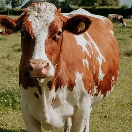 De Wolbert Wapenveld