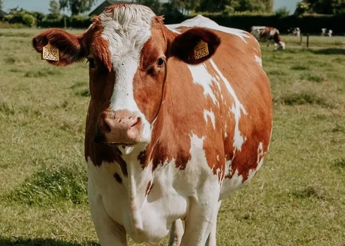 De Wolbert Wapenveld